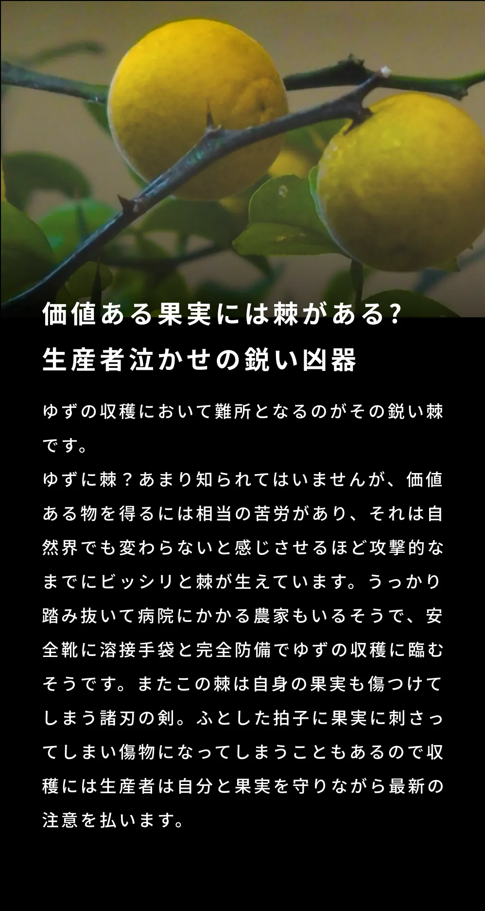 精油,アロマ,エッセンシャルオイル,シトラス,ゆず,yuzu,ユズ,柚子