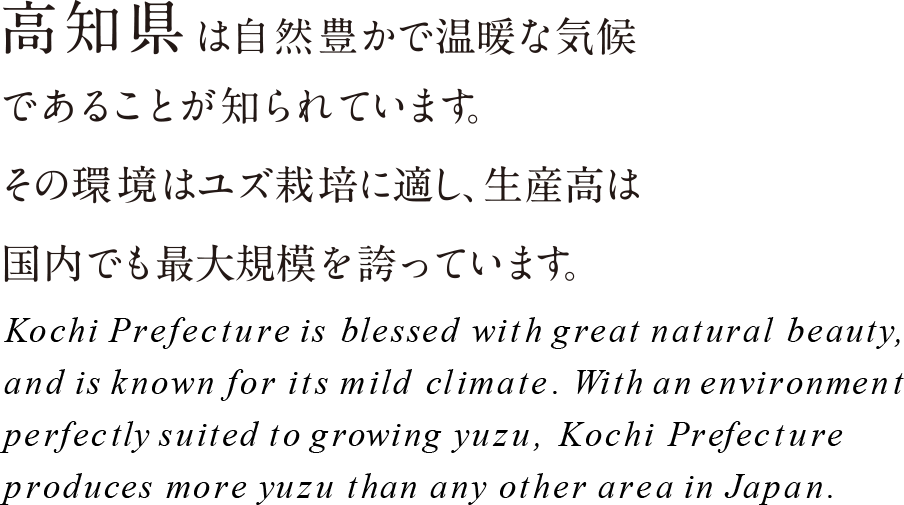 高知県は自然豊かで温暖な気候であることが知られています。その環境はユズ栽培に適し、生産高は国内でも最大規模を誇っています。